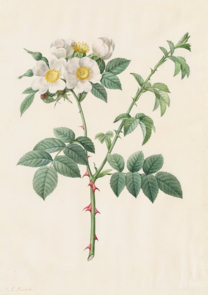 Brier Bush Rose or Dog Rose (Rosa Leucantha)