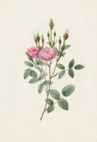 Rosa Pomponiana Muscosa