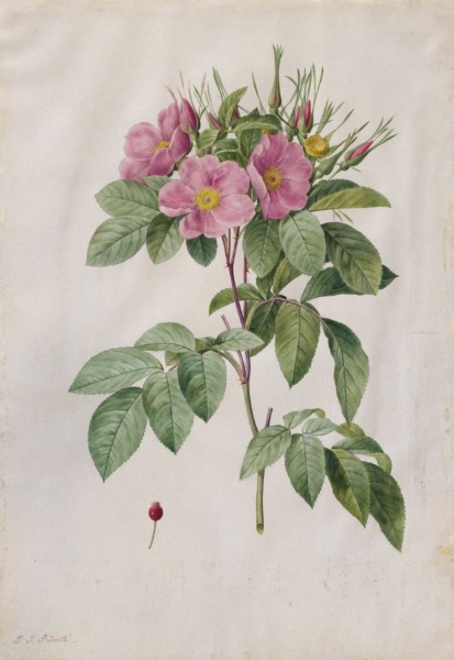 Pasture Rose (Rosa Carolina Corymbosa)
