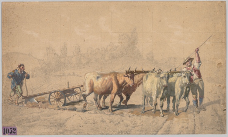 Four Oxen Pulling a Plough