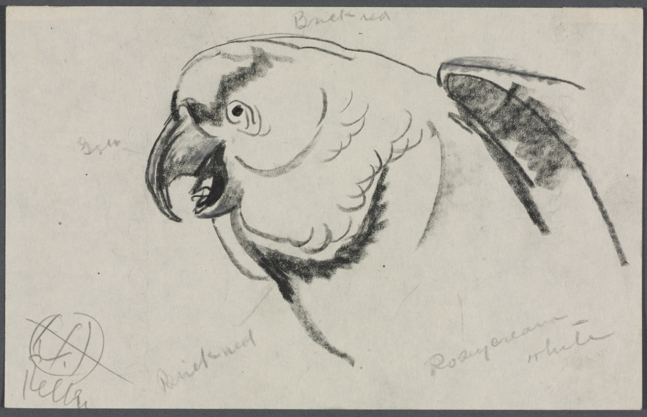 Study of a Parrot, Henry Keller, 1938