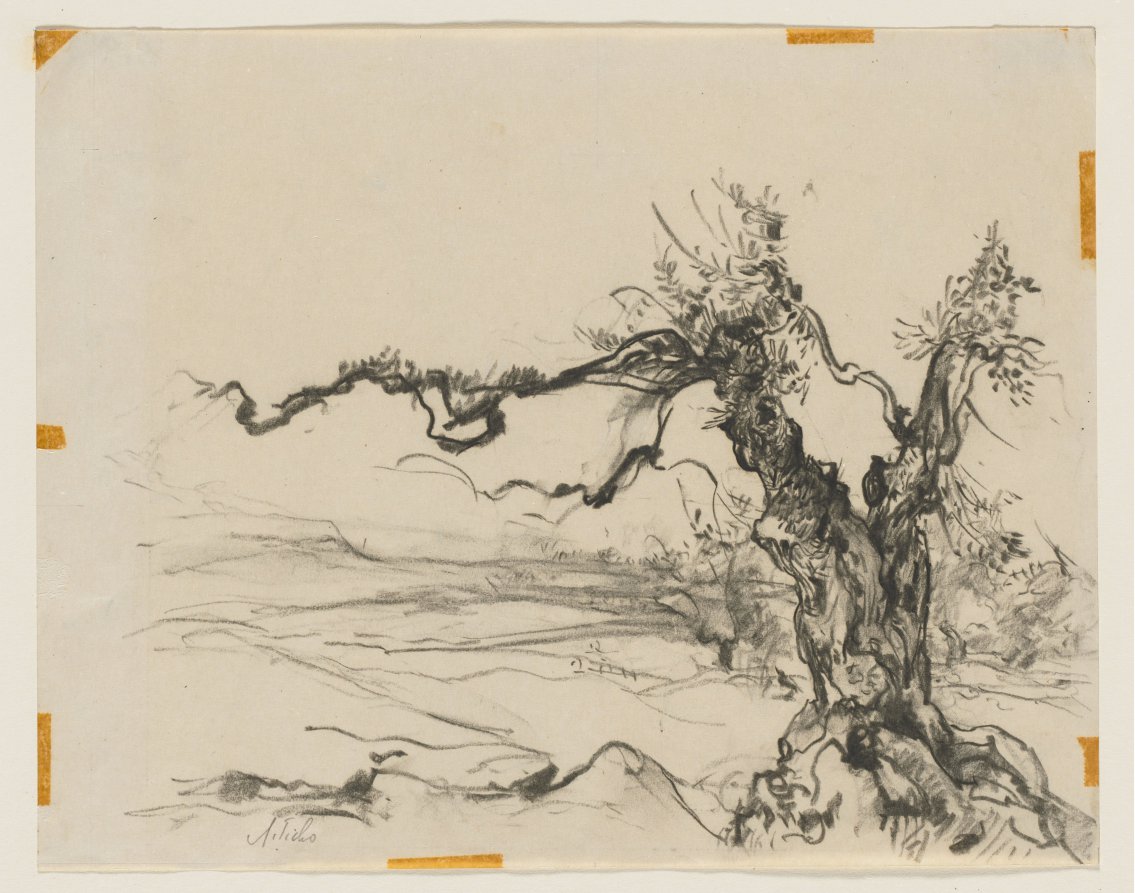 Tree, Anna Ticho, c. 1909–64