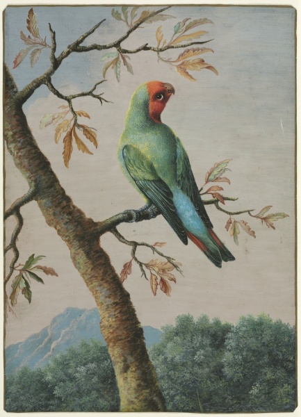 Bird Study: Rosy Faced Love Bird