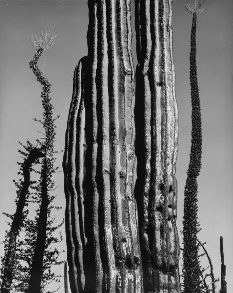 Cactus and Desert Plant, Baja