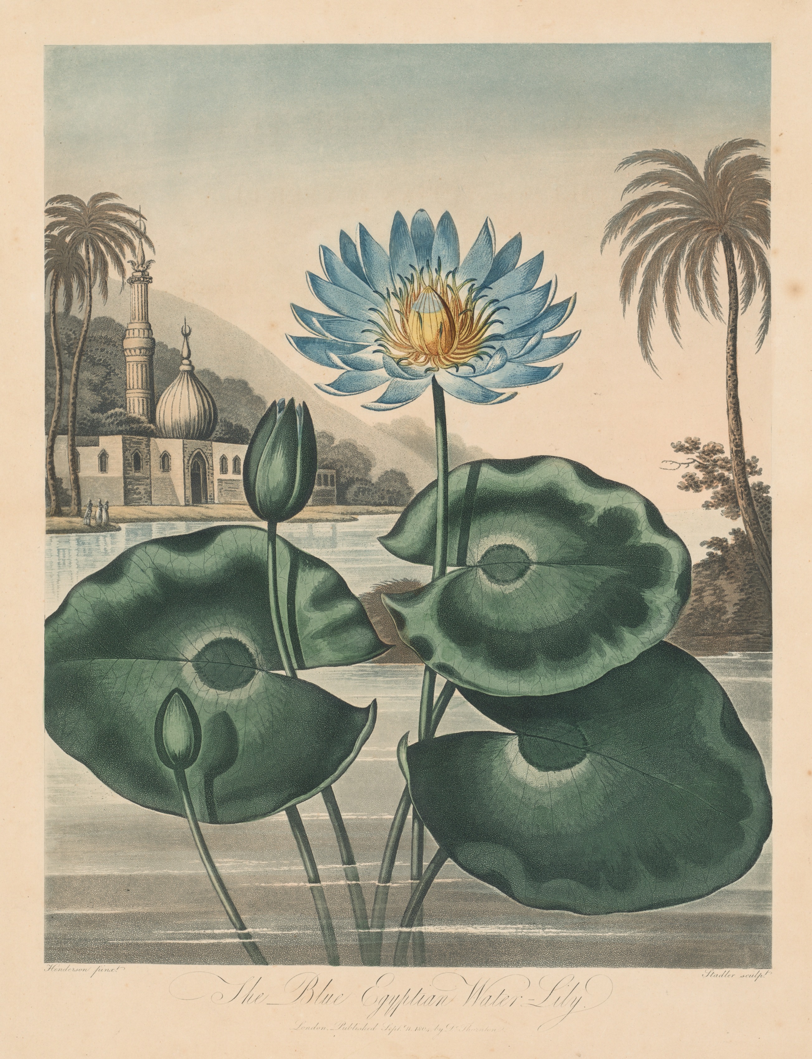 The Temple of Flora, or Garden of Nature:  Blue Egyptian Waterlily