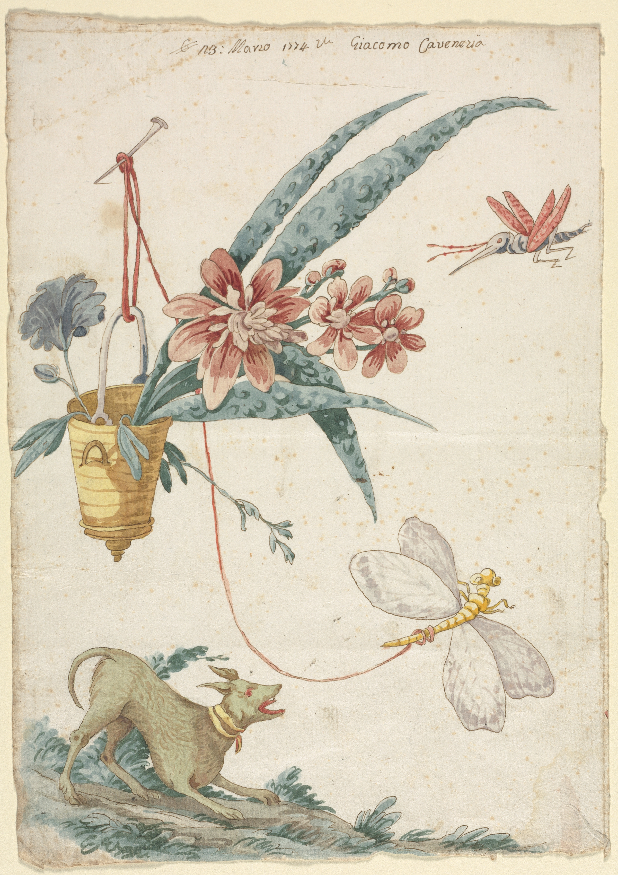 Floral Design with Dog and Insects