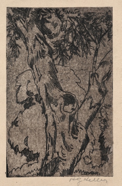 Study of an Old Tree, Artist's Yard, Berlin Heights, Ohio