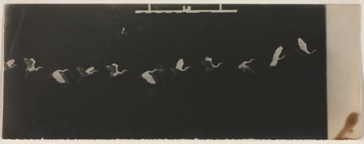 Chronophotograph of a Flying Heron