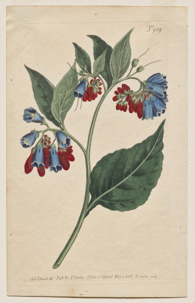 The Botanical Magazine or Flower Garden Displayed: Plate 929, Symphyum Asperrim. Prickley Comfrey. [Symphytum asperum] 