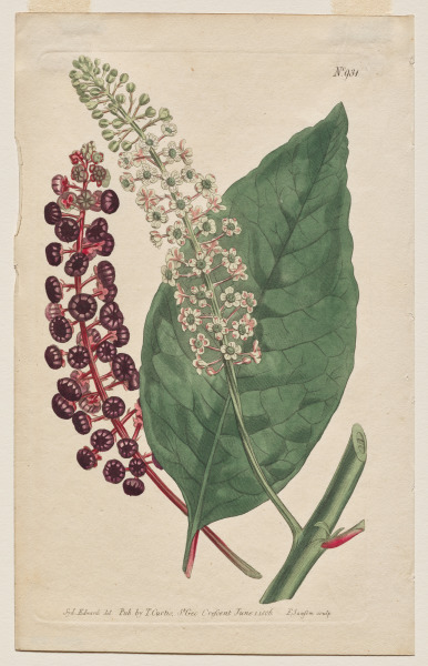 The Botanical Magazine or Flower Garden Displayed: Plate 931, Phytolacca Decandra. Virginian Poke. [Phytolaca Americana] 