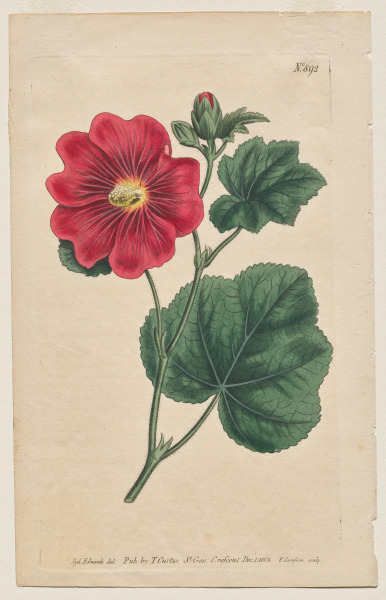 The Botanical Magazine or Flower Garden Displayed: Plate 892, Althaea Flexuosa. Seringapatam A Hollyhock . [Althea rosea] 