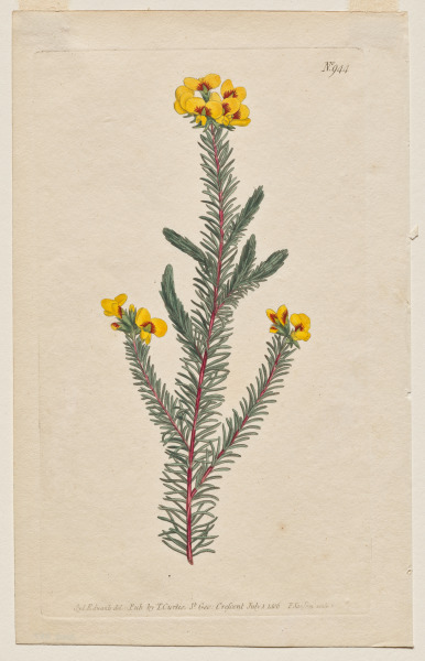 The Botanical Magazine or Flower Garden Displayed: Plate 944, Dillwynia Glaberrima. Smooth-Leaved Dillwynnia. [Dillwynia ericifolia gaberrima] 