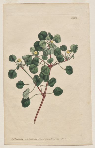 The Botanical Magazine or Flower Garden Displayed: Plate 883, Euphorbia Petiolaris. Long -Stalked Spurge 