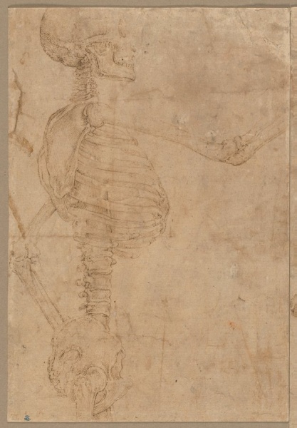 Half-Length Skeleton in Profile