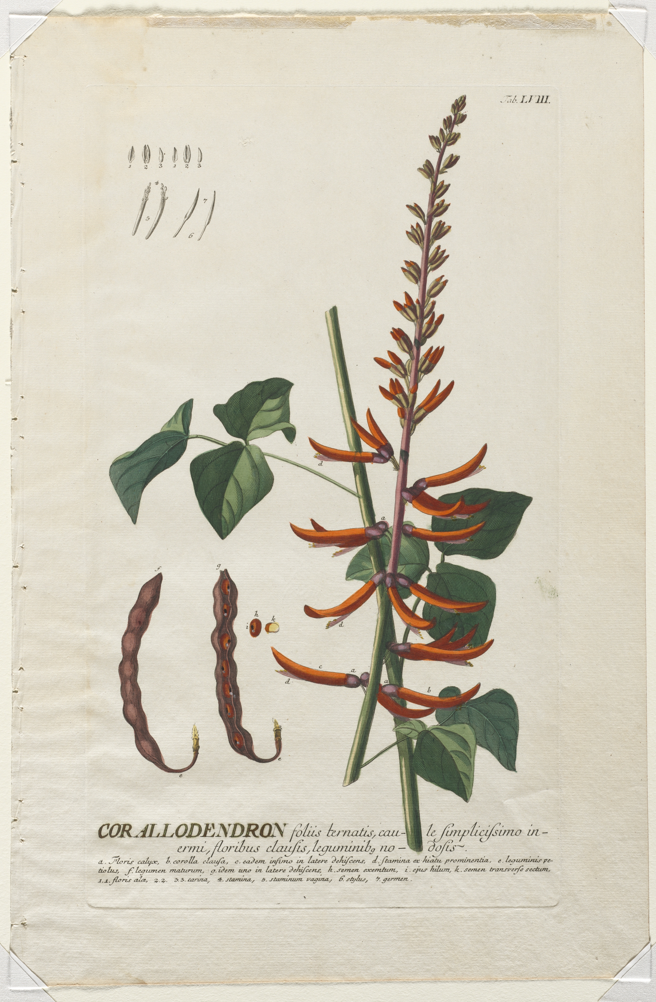 Plantae Selectae:  No. 58 - Corallodendron