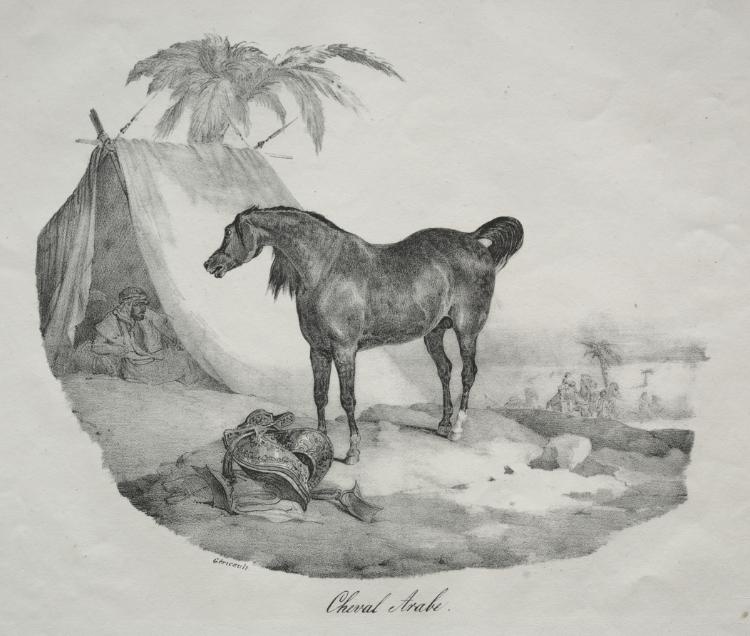 Arab Horse