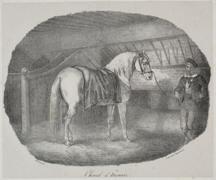 Horse from Hanover