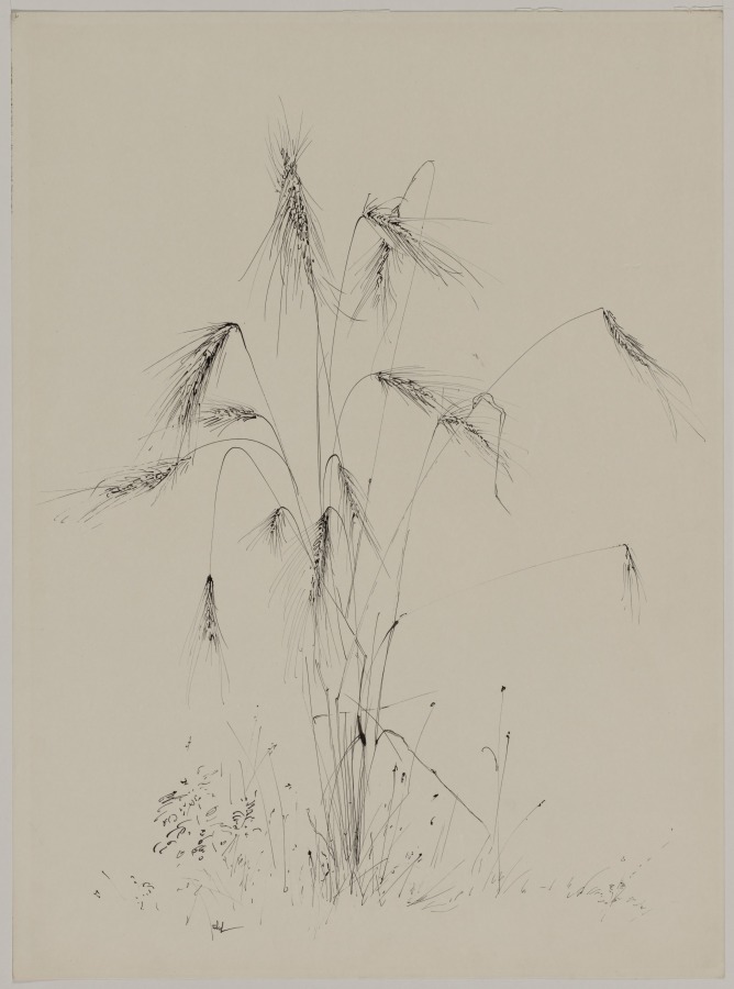 Tuft of Wheat, Peter Takal, 1957
