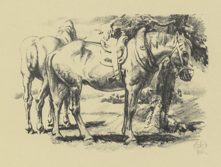 Cart Horses Resting