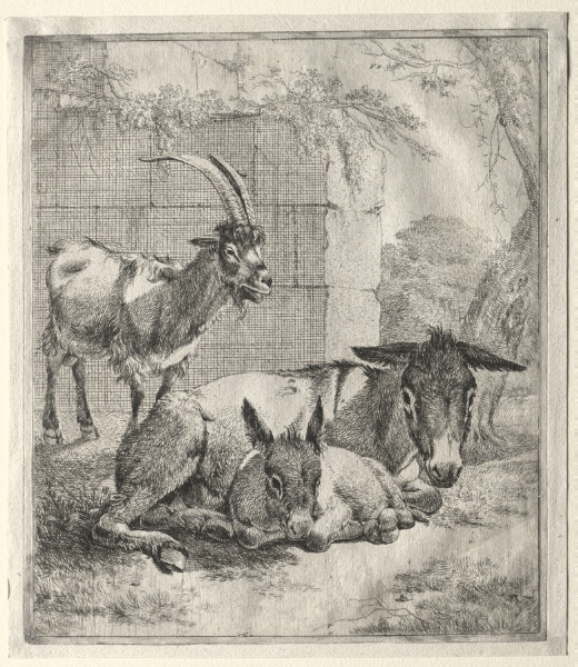 Goat and Donkeys