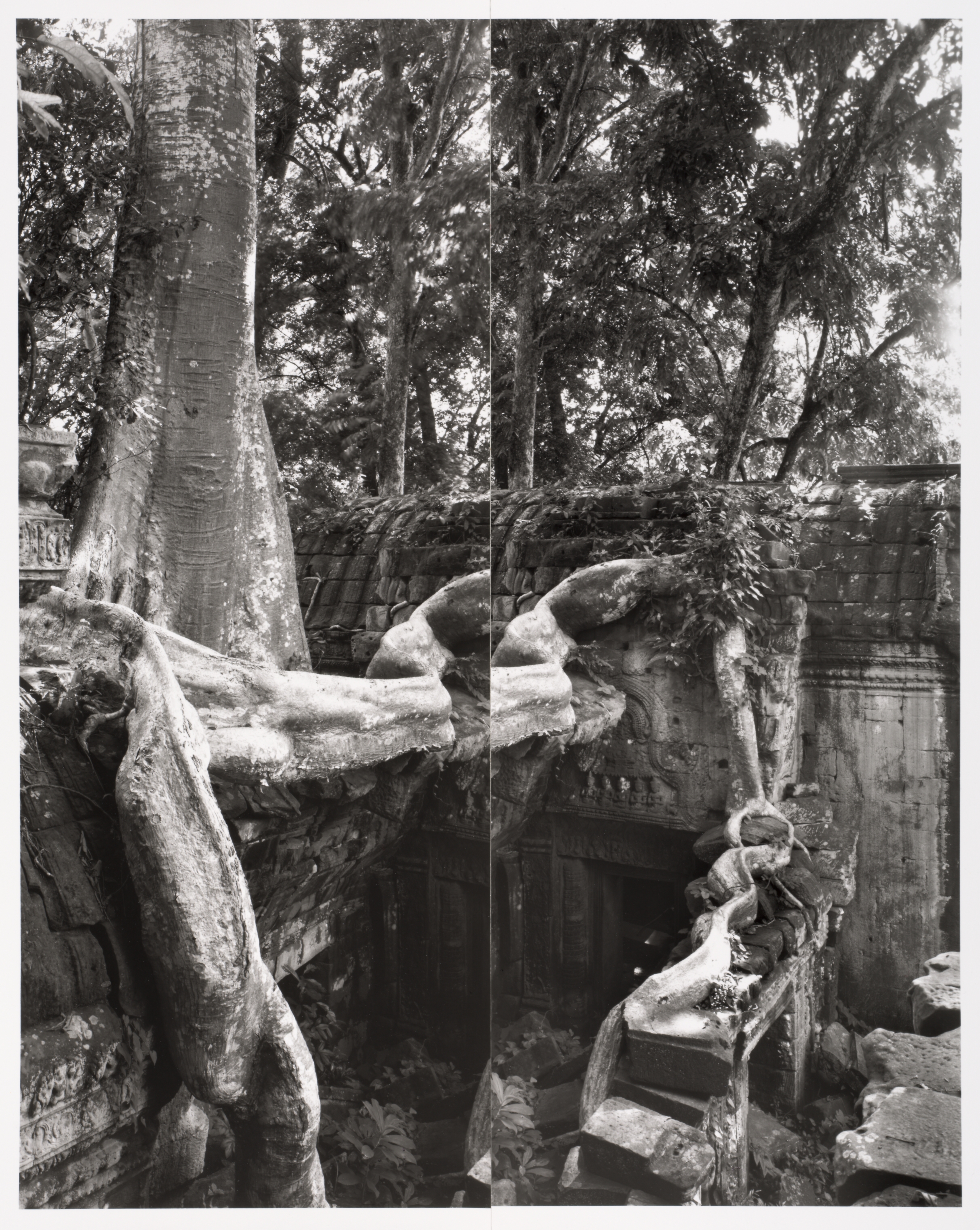 Ta Prohm, Angkor Wat (diptych, snake tree)