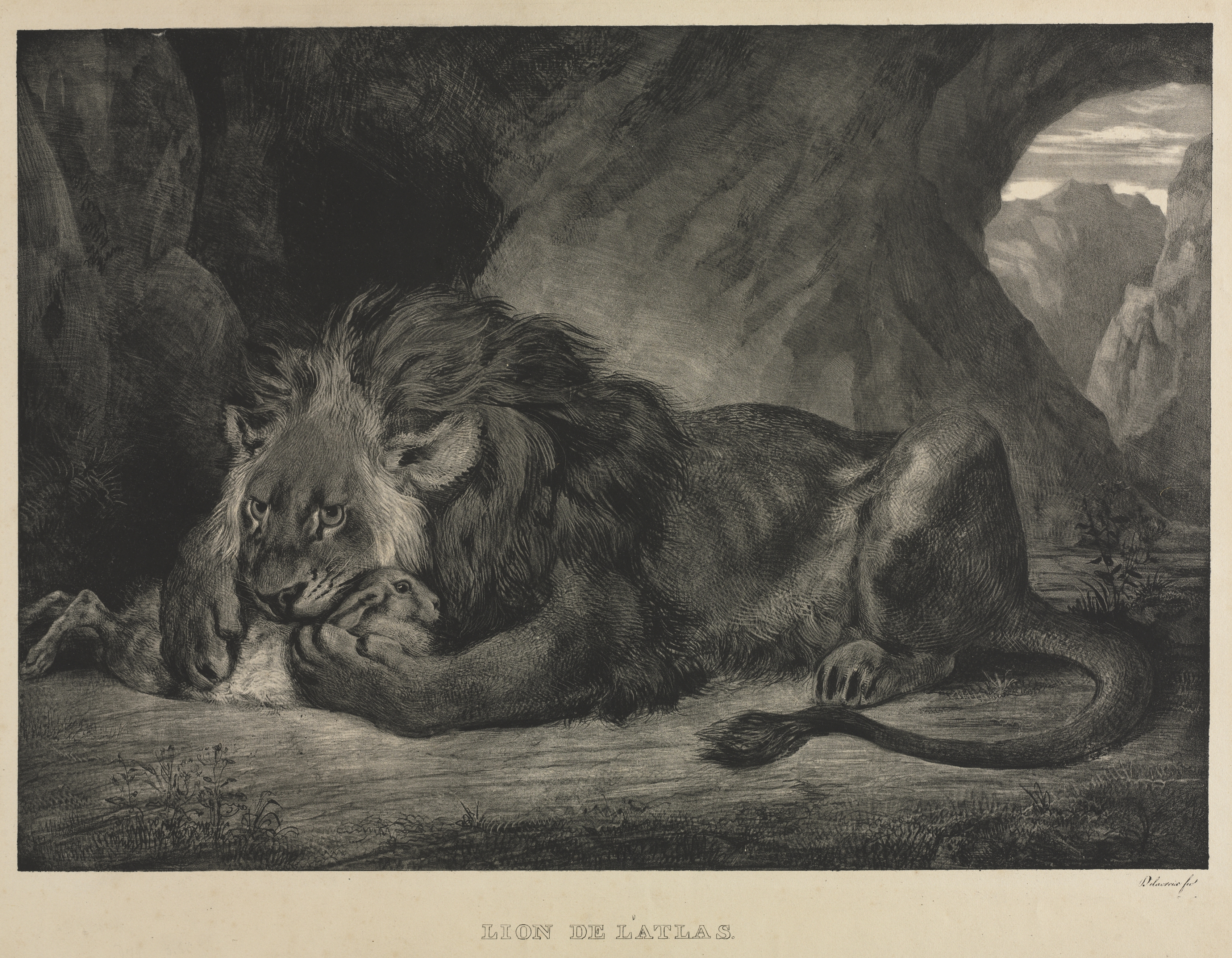 Lion of the Atlas Mountains