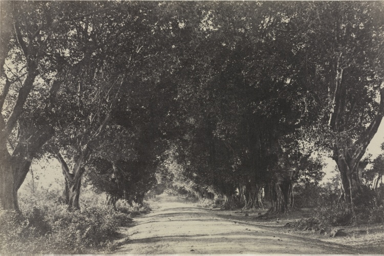 Avenue of the Banian Trees, Seringham, India