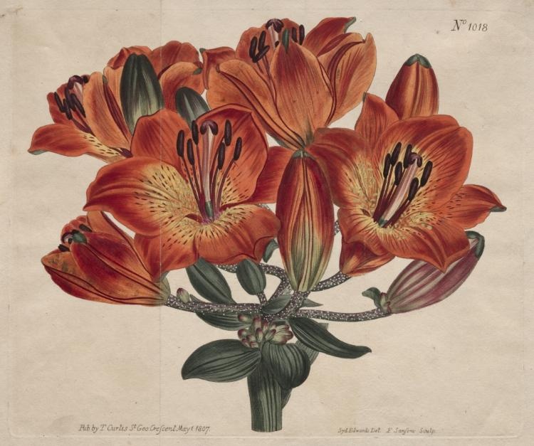 The Botanical Magazine or Flower Garden Displayed:  Umbel-Flowering Bulb-Bearing Orange-Lily