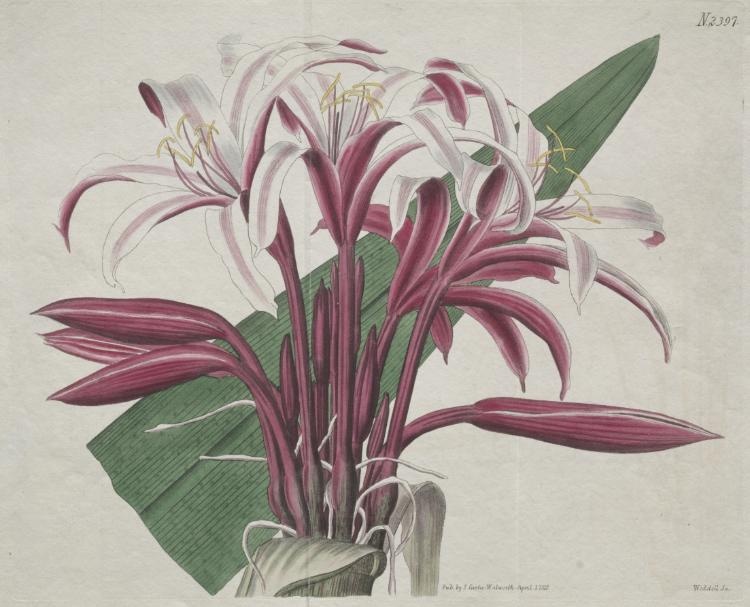 The Botanical Magazine or Flower Garden Displayed:  Stately Crinum