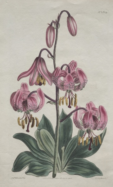 The Botanical Magazine or Flower Garden Displayed:  Smooth-stalked Martagon, Turk's Cap Lily