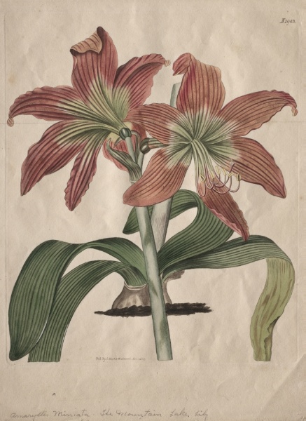 The Botanical Magazine or Flower Garden Displayed:  The Mountain Lake Lily