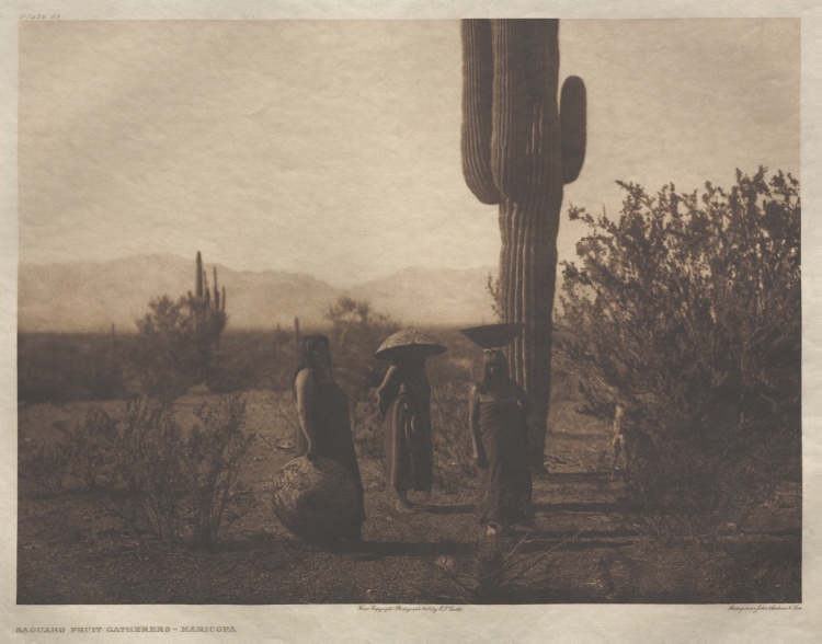 Portfolio II, Plate 69: Saguaro Fruit Gatherers-Maricopa