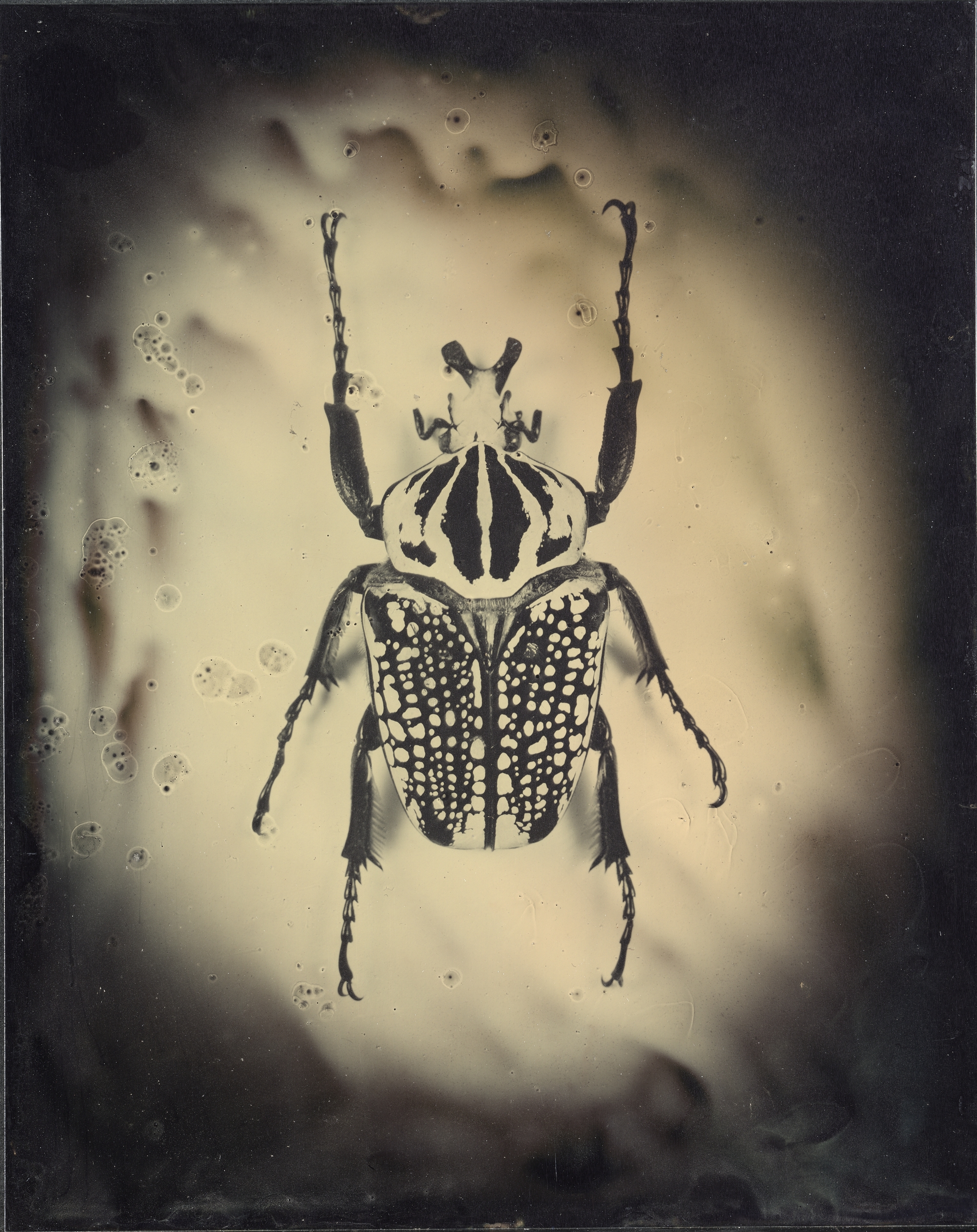 Oriental Goliath Beetle (Goliathus orientalis)