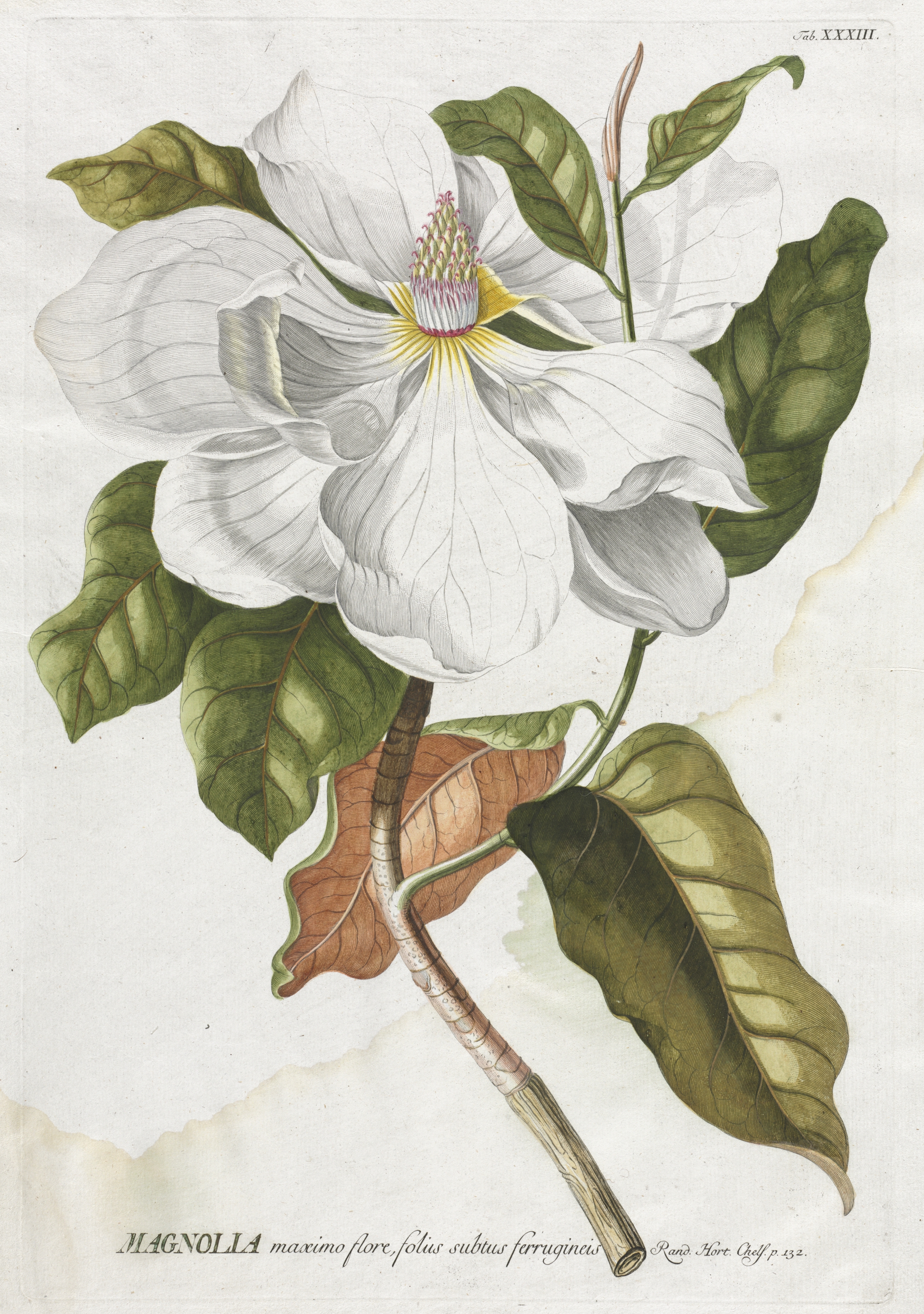 Plantae Selectae:  No. 33 - Magnolia