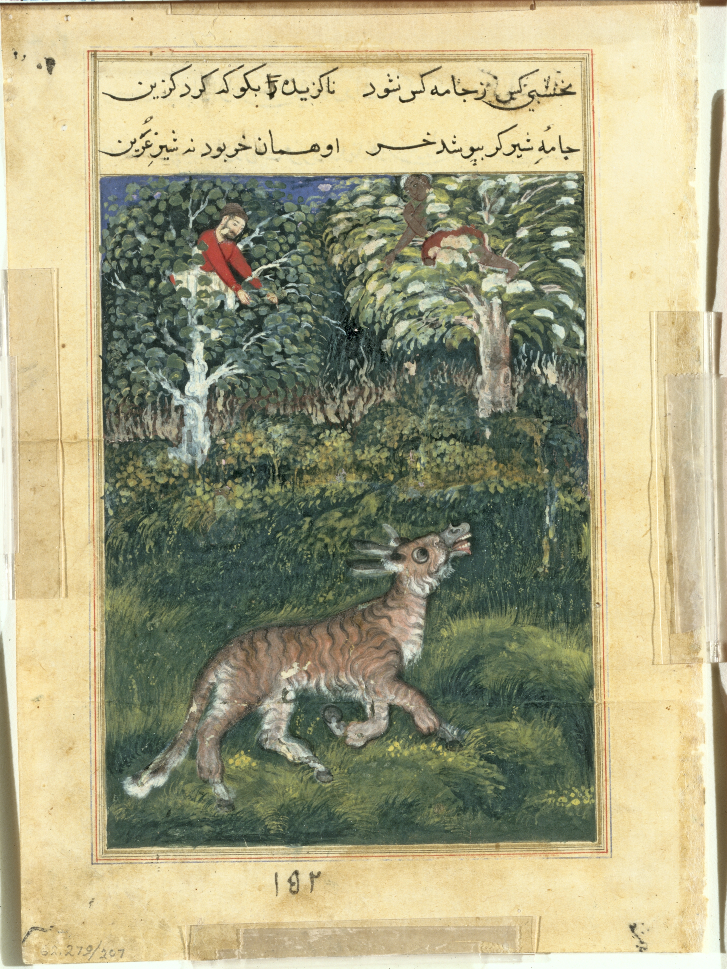 The donkey, in a tiger’s skin, reveals his identity by braying aloud, from a Tuti-nama (Tales of a Parrot): Thirty-first Night