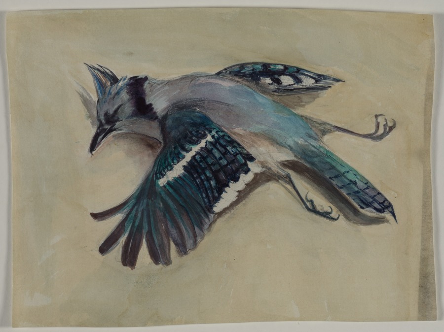 Blue Jay, Henry Keller, c. 1891–1949