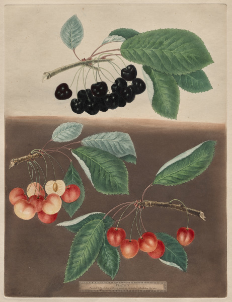 Pomona Britannica: No. 10 - Cherries
