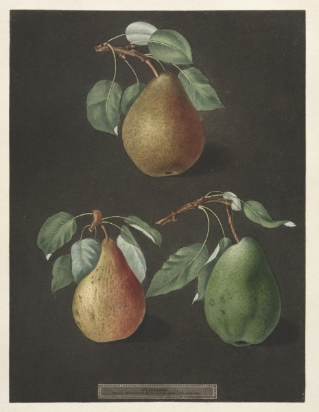 Pomona Britannica:  No. 82 - Pears
