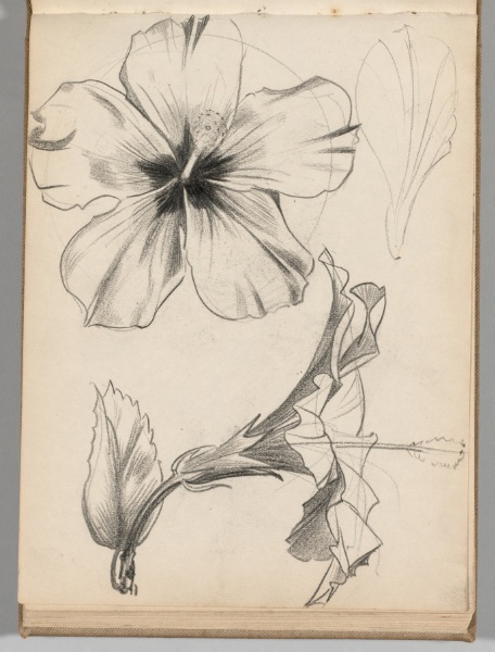 Sketchbook, Spain: Page 48, Studies of Flowers