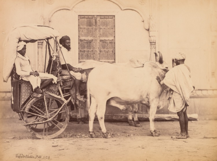 Bullock Cart, Delhi
