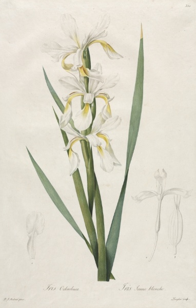 Gold-banded Iris