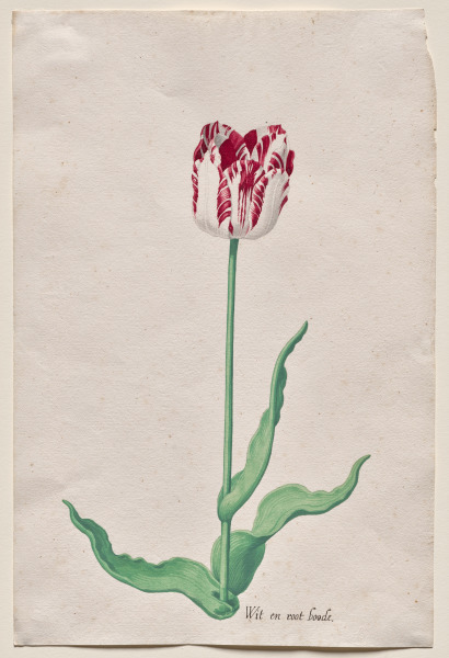 Study of a Tulip (Wit en root boode)