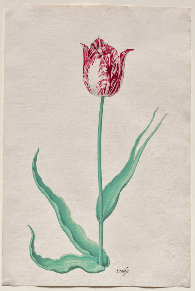 Study of a Tulip ('t roosje)