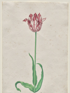 Romulus and Remus Found by Faustulus (recto) Concentric Circles (verso ...