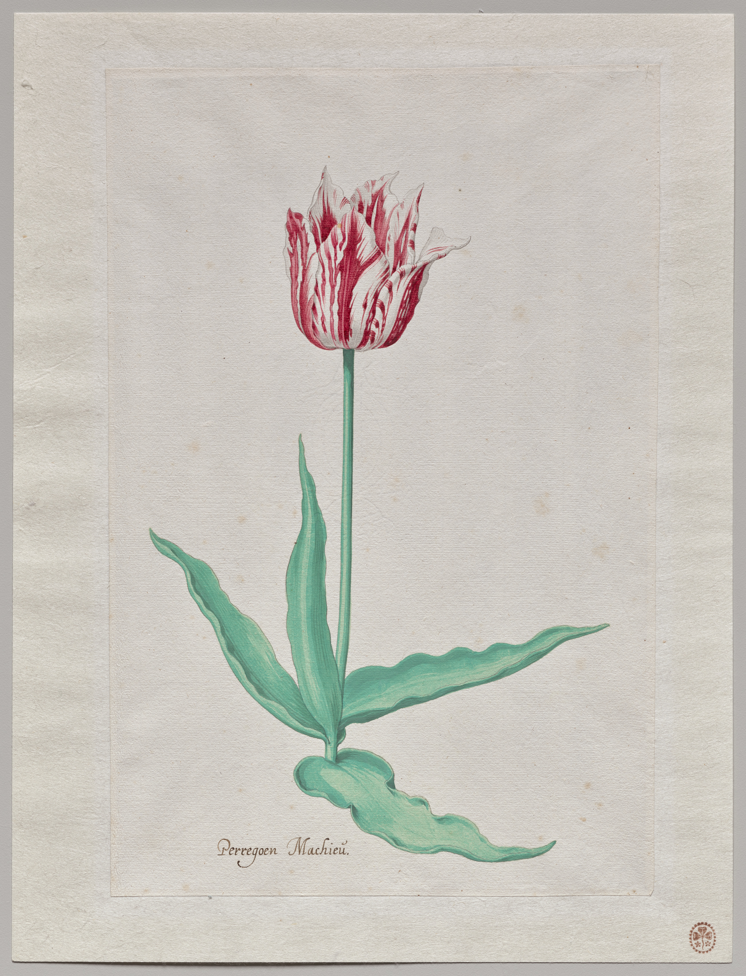 Study of a Tulip (Perregoen Machieu)