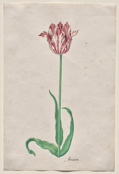 Study of a Tulip (Anvaers)