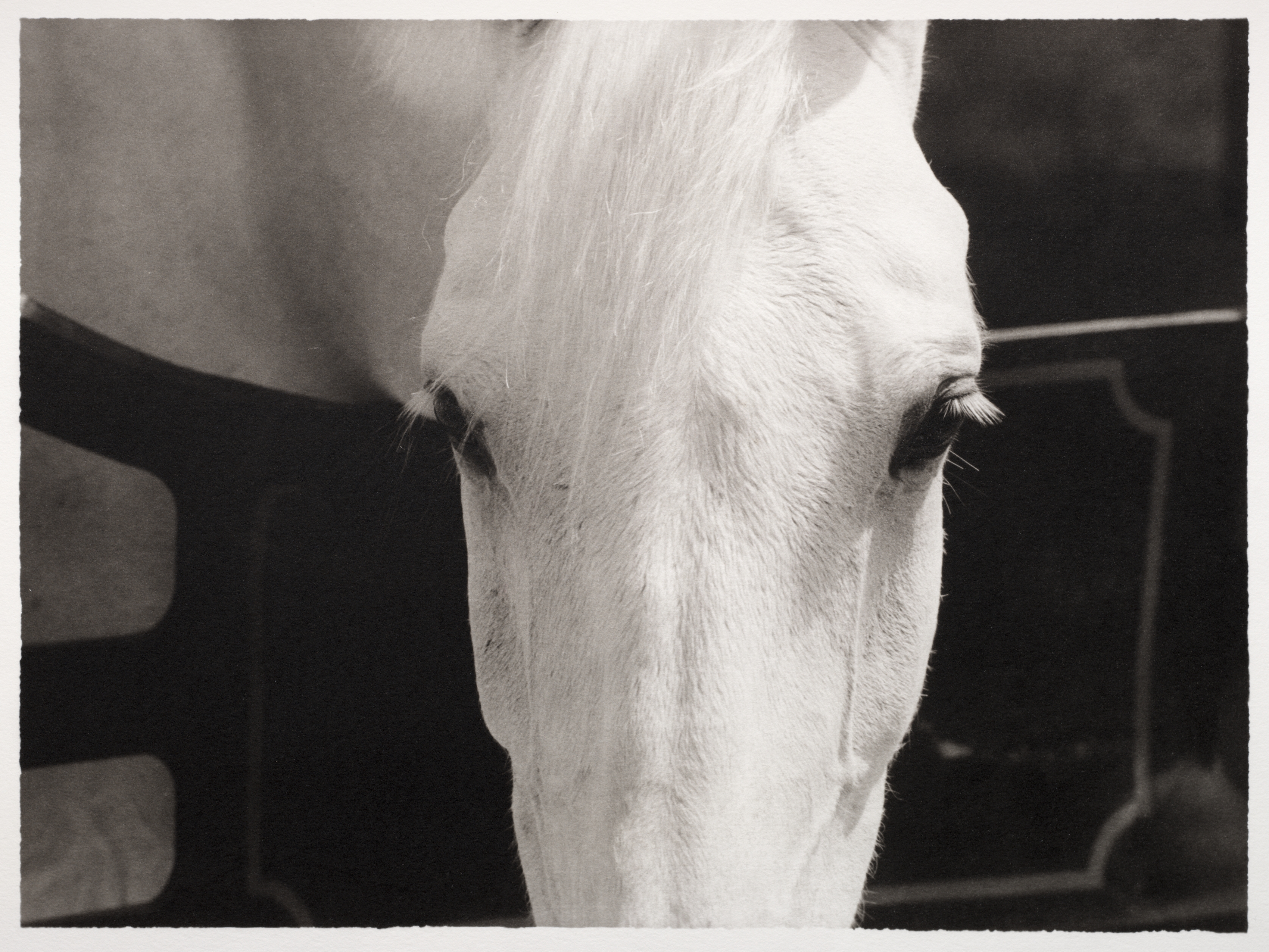Horse Spirits #067, California, 1998