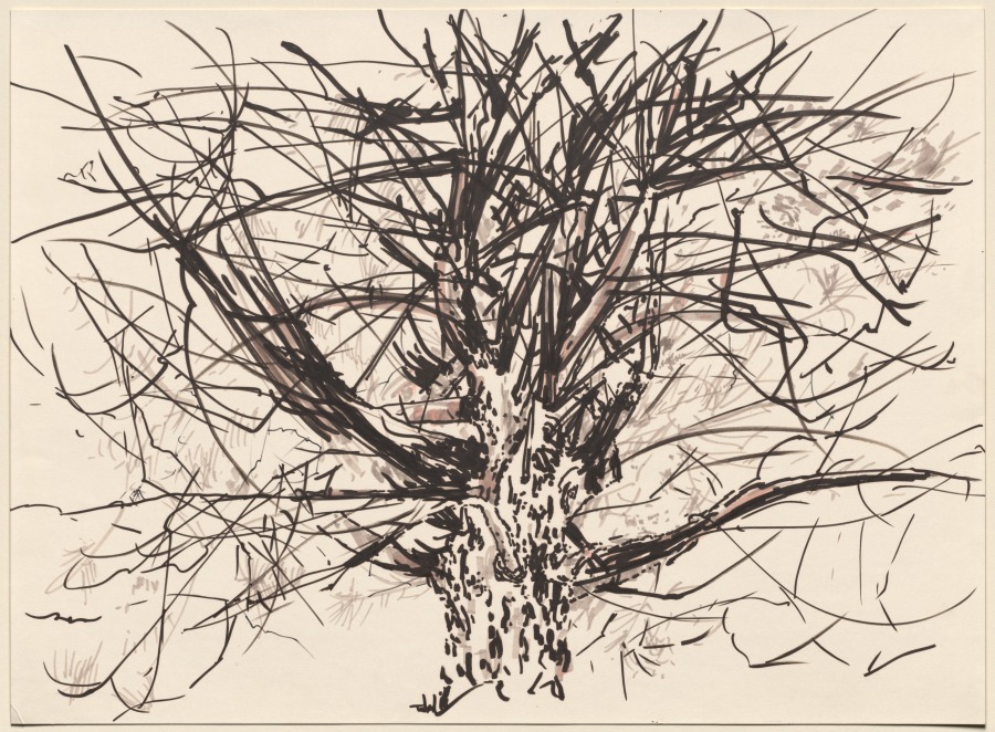 Spreading Maple, Peter Takal, 1958