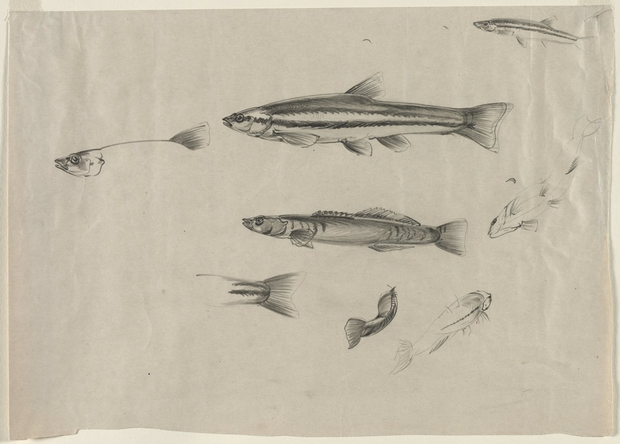 Study for "Black Bass and Minnows", Paul B. Travis, 1925