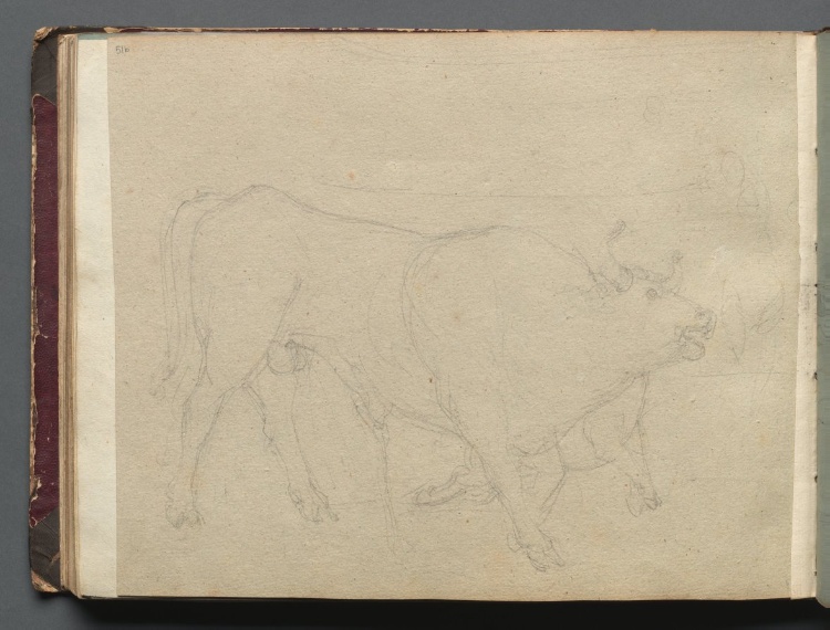 Album with Views of Rome and Surroundings, Landscape Studies, page 51b: Study of a Bull